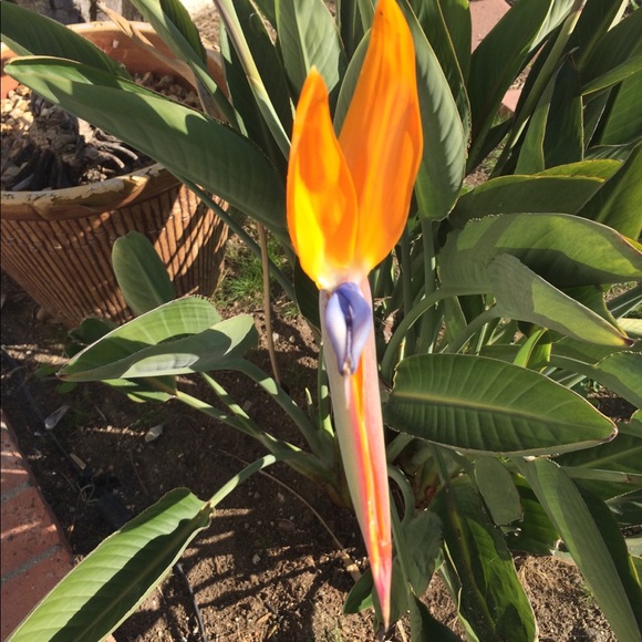 Meet your Posher, Arlene - Picture 5 of 5